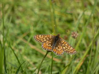 Marsh fritillary at Lyscombe nature reserve