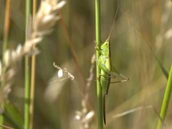 Long-winged conehead female