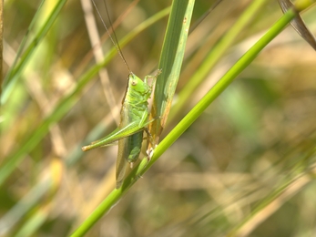 Long-winged conehead male