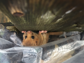 Dormouse in nestbox 