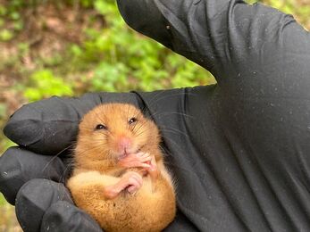 Hazel dormouse in hand as part of a dormouse survey 