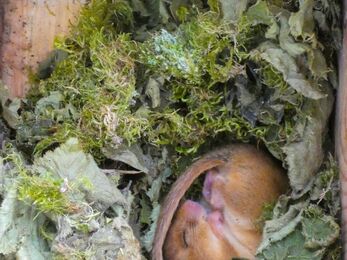 Dormouse sleeping in its nest