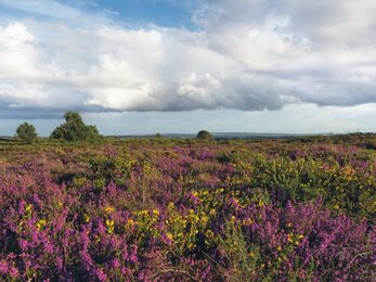 Landscape image of Upton Heath with purple heather and yellow flowers in foreground, and blue sky and white clouds in distance