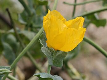 Close up of a yellow-horned poppy flower