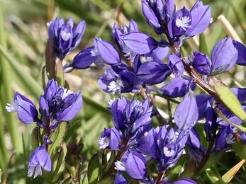 Chalk Milkwort close up in field