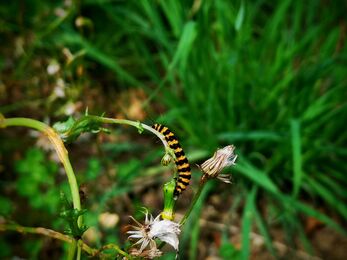 A yellow and black cinnabar caterpillar on a groundsel plant