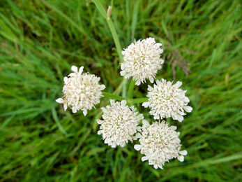 5 sets of white flowers of the corky fruited water dropwort with grass in the background