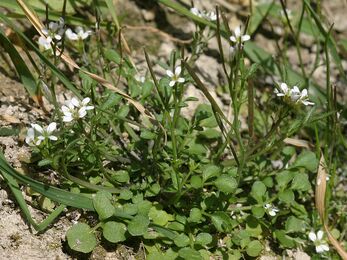 Hairy bitter-cress plant growing from a pavement with small white flowers