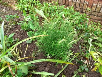 The new herb garden with rosemary, sage, thyme, mint and more. 