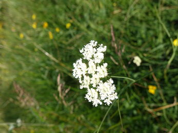 Umbels of white flowers of the corky fruited water dropwort in a grassland