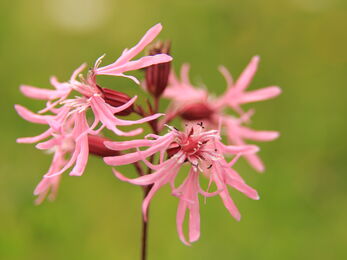 Close up of the pink flowers of a Ragged robin with bright green meadow background