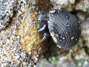 A flat periwinkle with a dark brown shell moving along a sandy rock