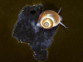 A brown/yellow shelled periwinkle on a rock against a dark backrgound