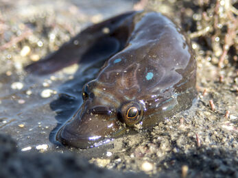 A closeup of a shore clingfish out of the water on a rock