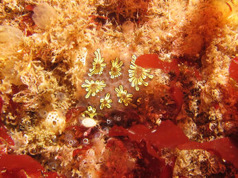 White star ascidian surrounded by red and cream coral and rocks