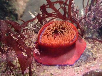 A red and orange beadlet anemone 