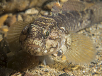 A rock goby on the seabed swimming