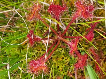 Sundew on Upton Heath