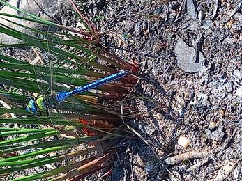 Emperor dragonfly on Sandford Heath 