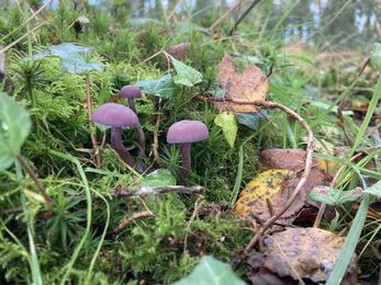 3 small purple mushrooms growing out from moss and leaf litter