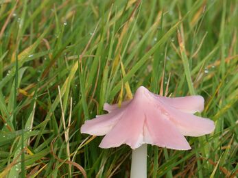 A pink waxcap with pink cap opened up in a flower shape