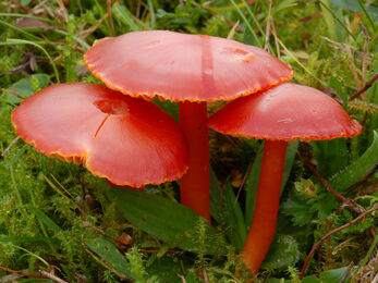 Three scarlet waxcap mushrooms growing out of the grass