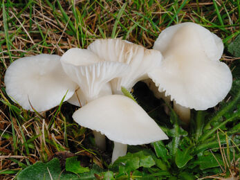 4 white small mushroom fungi, growing amongst grass