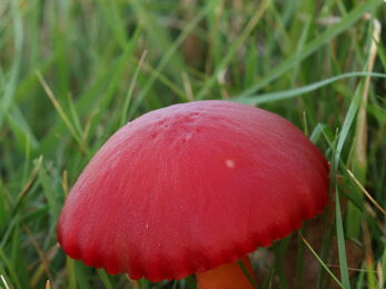 A small red mushroom growing in grass close up 
