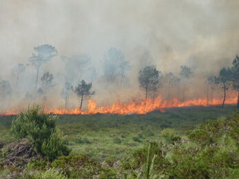 A line of fire across a green heathland, with trees enveloped in smoke in the background