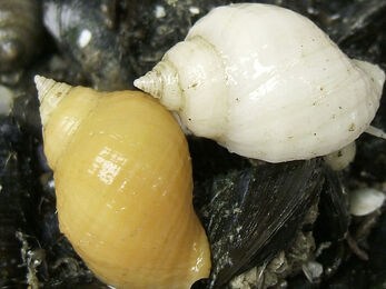Dog whelk