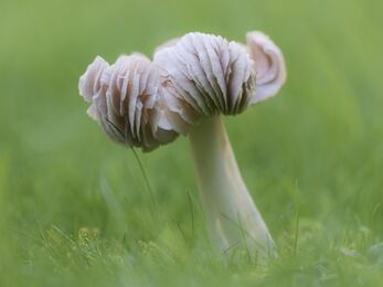 Pink waxcap