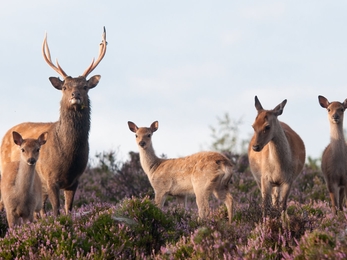 Sika deer {Cervus nippon}, Dorset, UK. August 2011  © Ross Hoddinott/2020VISION