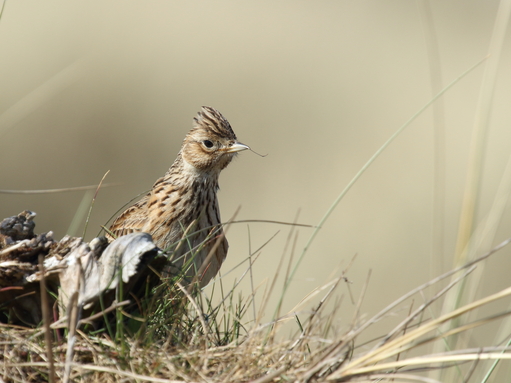 Skylark in the grass
