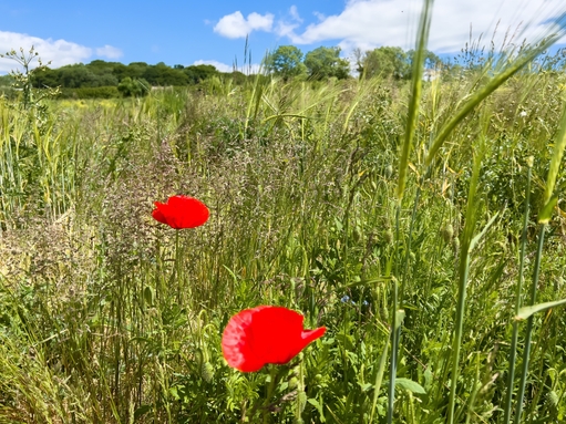 Wild flowers in a field at Wild Woodbury