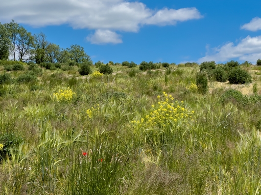 Arable field at Wild Woodbury 
