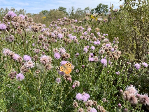 Painted lady amongst thistles at Wild Woodbury