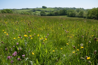 Lowland meadow and pasture