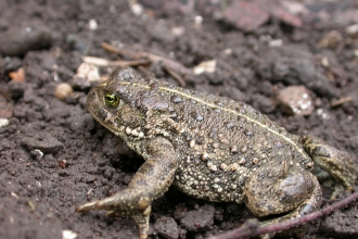 Natterjack Toad