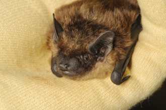 Serotine bat