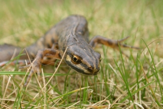 Smooth newt