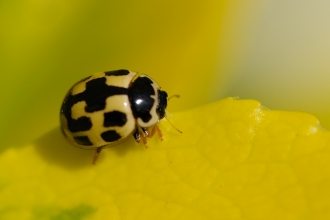 14-spot Ladybird