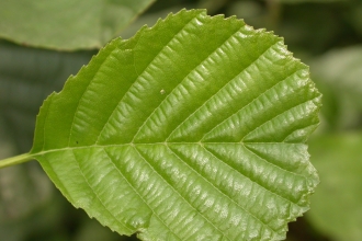Alder leaf
