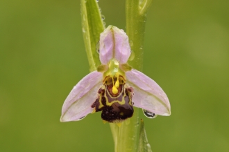 Bee Orchid