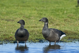 Two dark-bellied brent geese standing in a pool of water