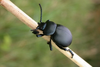 Bloody-nosed Beetle