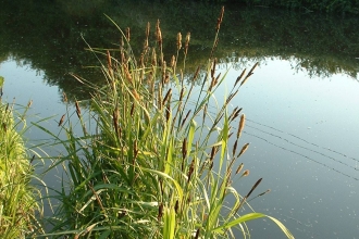 Greater Pond Sedge