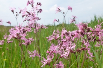 Ragged-Robin