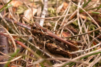 Mottled Grasshopper