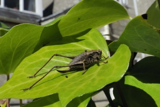 Dark bush-cricket