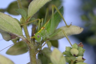 Oak Bush-cricket